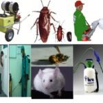 شركة مكافحة حشرات بالرياض