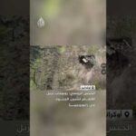 الجيش الروسي: منظومة روبوتات تزيل الألغام لتأمين الجنود في زابوروجيا